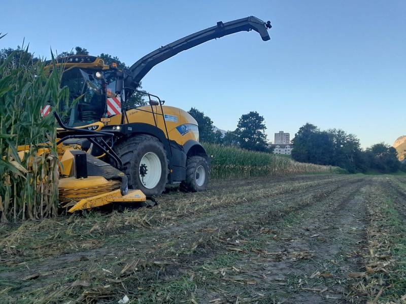 Gelber New-Holland-Feldhäcksler im Maisfeld in der Abendsonne